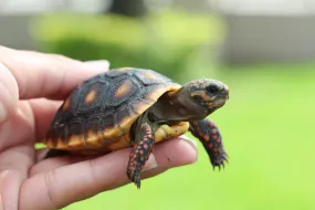 Red Foot Tortoise